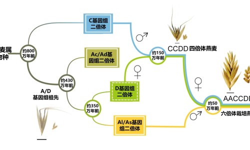 股骨头塌陷图片-股骨头与髋关节图片网 - 为你提供股骨头塌陷图片、股骨头髋关节置换后多长时间能下地干活